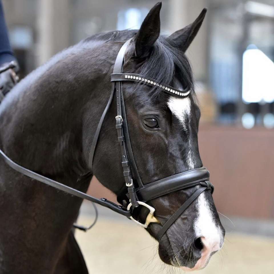 In Search of the Perfect Athlete, a Dressage Horse feature