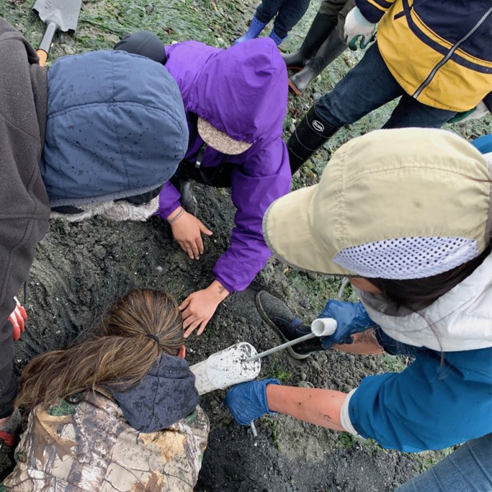 Bonding by Geoduck Clams feature